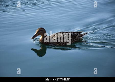 Eine weibliche Stockente schwimmt anmutig in ruhigem, blauem Wasser. Stockfoto