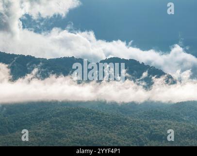 Tropische Wälder können große Mengen an Kohlendioxid aus der Atmosphäre aufnehmen. Stockfoto