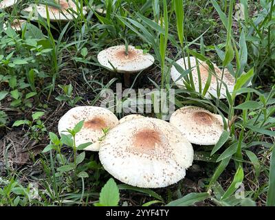 Giftige Pilze Chlorophyllum Molybdites natürliche blühende weiße Blüten im Grasfeld, Thailand. Stockfoto