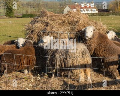 Eine Gruppe junger Herdwick-Schafe mit langen, zotteligen, braunen Vliesen und weißen Gesichtern, die sich von einem Heuballen ernähren, im Leicestershire Field in Winter, England, Großbritannien Stockfoto