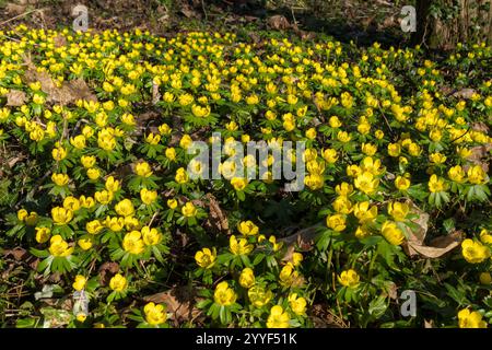 Ein dichtes Stück hellgelber Akonit (Eranthis hyemalis) Blüten im Februar in Leicestershire, England, Großbritannien Stockfoto
