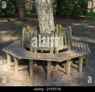 Achteckiger Holzsitz / Parkbank / Gartensitz um Baumstamm, Sheffield Park, East Sussex, England, Großbritannien Stockfoto