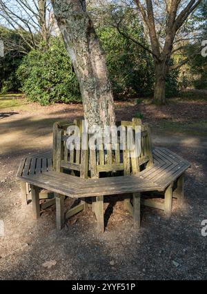 Achteckiger Holzsitz / Parkbank / Gartensitz um Baumstamm, Sheffield Park, East Sussex, England, Großbritannien Stockfoto