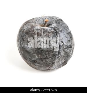 Mumifizierter fauler Apfel. Verfaulte Äpfel auf weiß. Verdorbene Apfelernte. Mit Apfelmonilia fructigena infizierte Früchte. Stockfoto