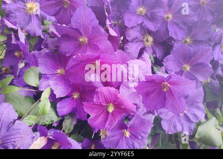 Die üppige Clematis Niobe von dunkelvioletter Farbe mit einer großen Blume im Garten. Clematis Blume blüht im Garten. Stockfoto