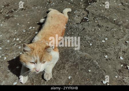 Rote Katze. Eine Katze mit orangefarbenem Fell. Ein Haustier genießt die Sonne. Stockfoto
