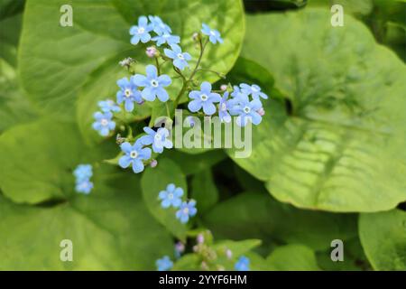 Vergiss-mich-nichts, Myosotis sylvatica, Myosotis skorpioides. Hintergrund der Frühlingsblüte. Blue Little vergisst mich nicht Blumen. Blühende Myosotis-Wildblumen Stockfoto