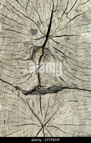 Alte Holzschnittstruktur. Rundmuster von Jahresringen mit Textur und Körnung. Detailliertes Objekt auf weißem Hintergrund. Stockfoto