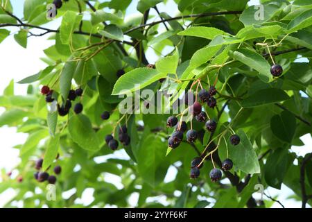 Juneberry reife Früchte auf einem Baum. Hochauflösendes Foto. Stockfoto