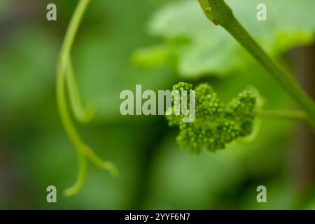 Die Jungblüte von Trauben an der Rebennaht. Weinrebe mit grünen Blättern und Knospen, die auf einer Weinrebe im Weinberg blühen. Frühlingsknospen sprießen Stockfoto