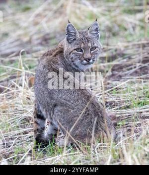 Bobcat Blickt Verdächtig Zurück. Mt. Diablo State Park, Contra Costa County, Kalifornien, USA. Stockfoto