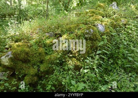 Bulnes, ein kleiner Vilage im Picos de Europa, Spanien Stockfoto