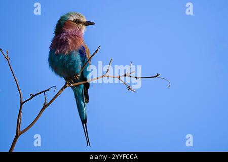 Lilafarbener Roller, der auf einem Zweig vor einem klaren blauen Himmel thront Stockfoto