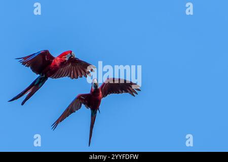 Scharlachrote Aras im Flug vor einem hellblauen Himmel, die ihr lebendiges Gefieder und ihre dynamische Bewegung in einer tropischen Umgebung zeigen Stockfoto