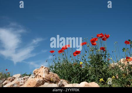 Rote Mohnblumen wachsen zwischen Felsen und anderen Wildblumen unter einem hellblauen Himmel Stockfoto