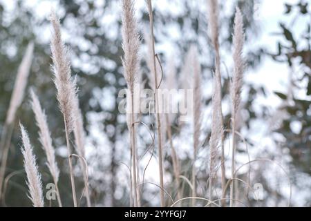 Pampas-Grasfedern schweben sanft auf einem Feld in kantabrien, spanien, mit verschwommenen Bäumen im Hintergrund Stockfoto