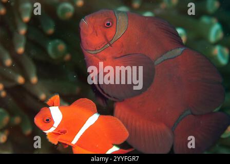 Ein Paar Spinecheek Anemonefish, Premnas biaculeatus, in Bulb Tentacle Sea Anemone, Entacmaea vierfarbig, Barracuda Point Tauchplatz, Sipadan Island Stockfoto