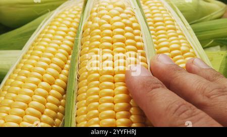 Nahaufnahme von Reifen Maisköpfen mit Maishaaren und Blättern. Stockfoto