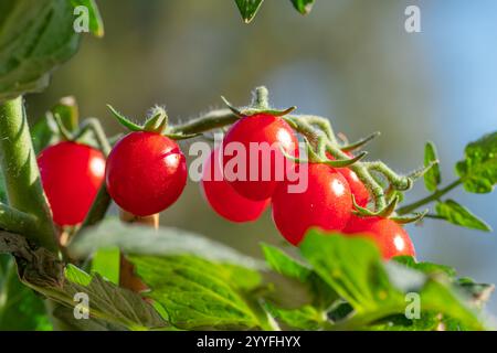 Kirschtomaten bedeckt mit Wassertropfen auf Tomatenpflanze aus nächster Nähe. Stockfoto