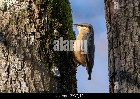 Eurasische Nuthatch oder Holznuthatch (Sitta europaea), die auf einen Baum klettert. Schöner und farbenfroher kleiner europäischer Vogel. Stockfoto
