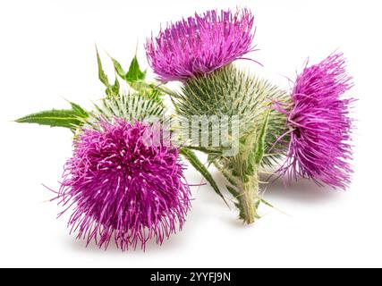 Mariendistel Blumenköpfe isoliert auf weißem Hintergrund. Stockfoto