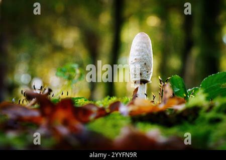 Selektive Fokussierung kleiner Pilze auf dem Boden im Herbstwald, natürlicher Herbsthintergrund. Stockfoto