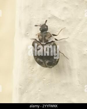 Museum Käfer (Anthrenus museorum) Stockfoto