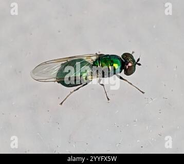 Schwarzgehörnte Edelsteinfliege (Microchrysa polita) Stockfoto