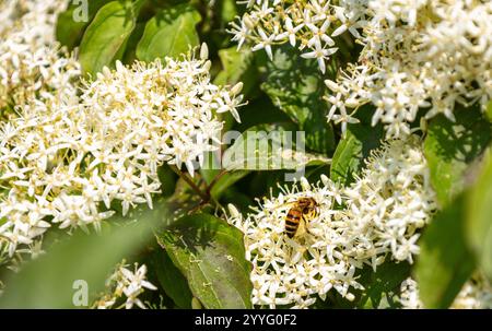 Cornus sanguinea - rote Hundepflanze mit Blüte und vollem Blatt. Cornus drummondii, mit winzigen weißen Blüten. Blühender Sträucher von Cornus Kontroverse in den s Stockfoto