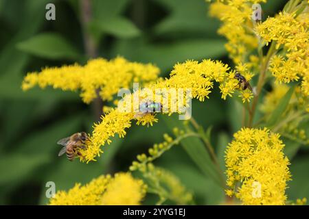Die Bienen sind damit beschäftigt, Nektar von der Blume zu sammeln Stockfoto