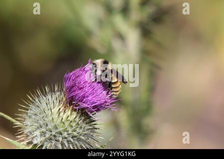 Weißschultrige Hummel (Bombus appositus) Stockfoto