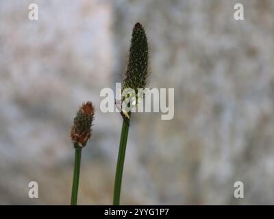 Variable Duskyface Fly (Melanostoma mellinum) Stockfoto