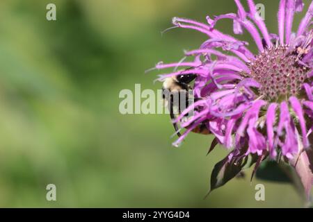 Weißschultrige Hummel (Bombus appositus) Stockfoto