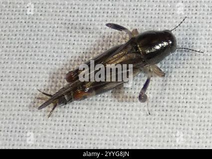 Größerer Zwergmole Grasshopper (Neotridactylus apicialis) Stockfoto