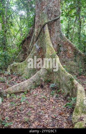 Tambopata, Peru - 28. November 2024: Basis eines riesigen Ceiba Pentranda Baumes im peruanischen Amazonasgebiet Stockfoto