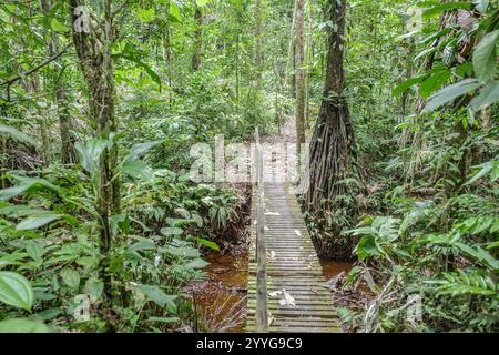 Tambopata, Peru - 28. November 2024: Überflutete Wanderwege durch den Amazonas-Regenwald Stockfoto