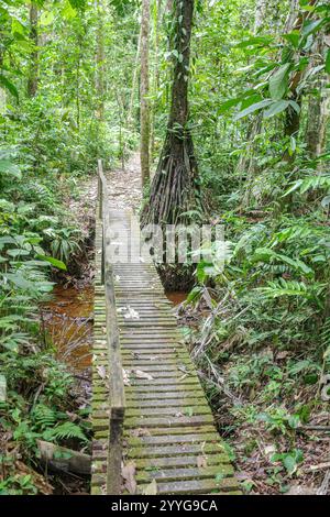 Tambopata, Peru - 28. November 2024: Überflutete Wanderwege durch den Amazonas-Regenwald Stockfoto