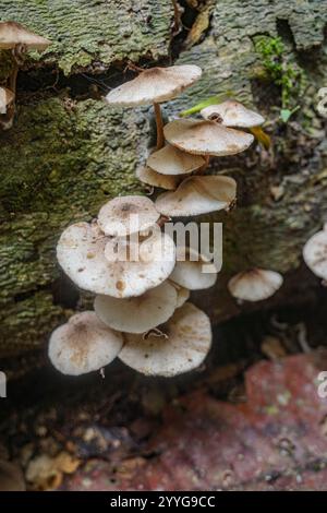 Tambopata, Peru - 28. November 2024: Wilde Pilzarten, die auf Bäumen im Amazonas-Regenwald wachsen Stockfoto