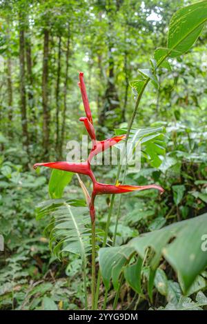 Tambopata, Peru - 26. November 2024: Heliconia Metallica blüht im Amazonas-Regenwald Stockfoto