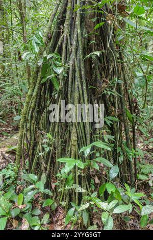 Tambopata, Peru - 27. November 2024: Dschungelreben, Wurzeln und Bäume im Amazonas-Regenwald Stockfoto