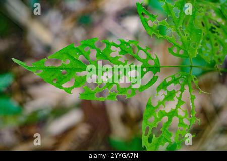 Tambopata, Peru - 28. November 2024: Grüne Pflanzenblätter im Amazonas-Regenwald, Peru Stockfoto