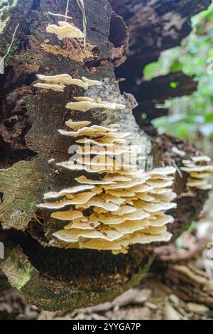Tambopata, Peru - 28. November 2024: Wilde Pilzarten, die auf Bäumen im Amazonas-Regenwald wachsen Stockfoto
