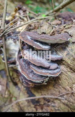 Tambopata, Peru - 28. November 2024: Wilde Pilzarten, die auf Bäumen im Amazonas-Regenwald wachsen Stockfoto