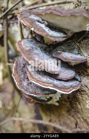 Tambopata, Peru - 28. November 2024: Wilde Pilzarten, die auf Bäumen im Amazonas-Regenwald wachsen Stockfoto