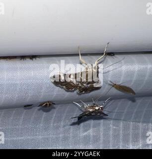 Gefleckte Rüben Webworm Motte (Hymenia perspectalis) Stockfoto