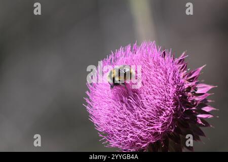Weißschultrige Hummel (Bombus appositus) Stockfoto