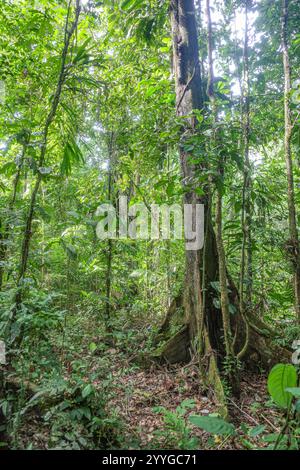 Tambopata, Peru - 27. November 2024: Dschungelreben, Wurzeln und Bäume im Amazonas-Regenwald Stockfoto