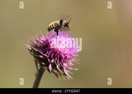 Weißschultrige Hummel (Bombus appositus) Stockfoto