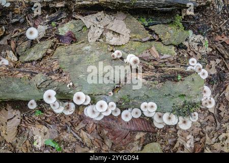 Tambopata, Peru - 28. November 2024: Wilde Pilzarten, die auf Bäumen im Amazonas-Regenwald wachsen Stockfoto