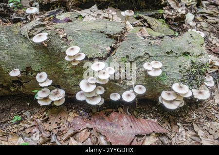 Tambopata, Peru - 28. November 2024: Wilde Pilzarten, die auf Bäumen im Amazonas-Regenwald wachsen Stockfoto